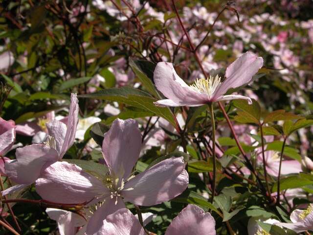 صورة Clematis montana Buch.-Ham. ex DC.