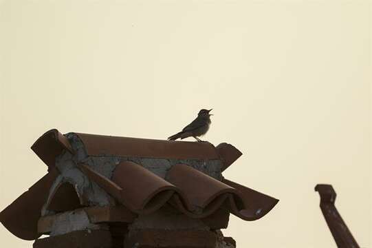 Image of Scrub robin