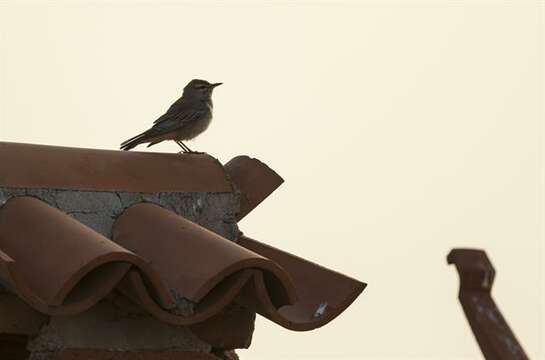 Image of Scrub robin