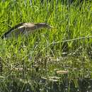 Image of Common Little Bittern