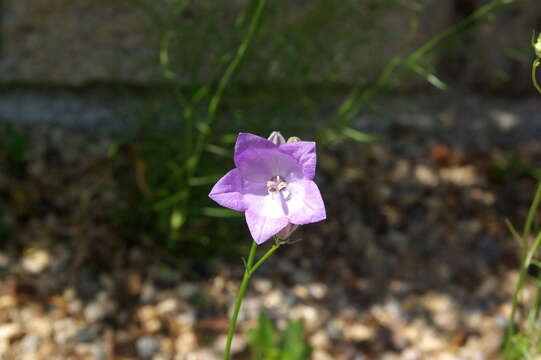 Image of Silene diclinis (Lag.) Lainz