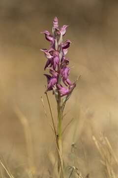 Sivun Anacamptis sancta (L.) R. M. Bateman, Pridgeon & M. W. Chase kuva