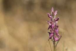 Image of Anacamptis sancta (L.) R. M. Bateman, Pridgeon & M. W. Chase