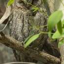 Image of Eurasian Scops Owl