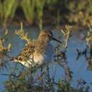 Plancia ëd Calidris temminckii (Leisler 1812)