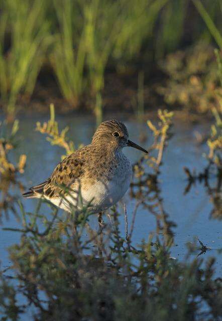 Image of Calidris Merrem 1804