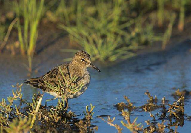 Image of Calidris Merrem 1804