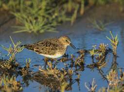 Image of Calidris Merrem 1804