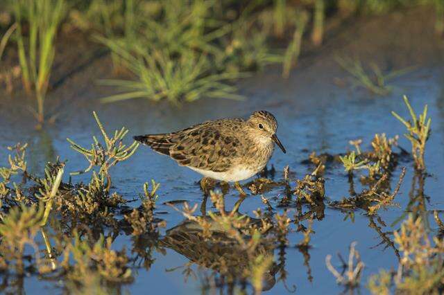 Image of Calidris Merrem 1804