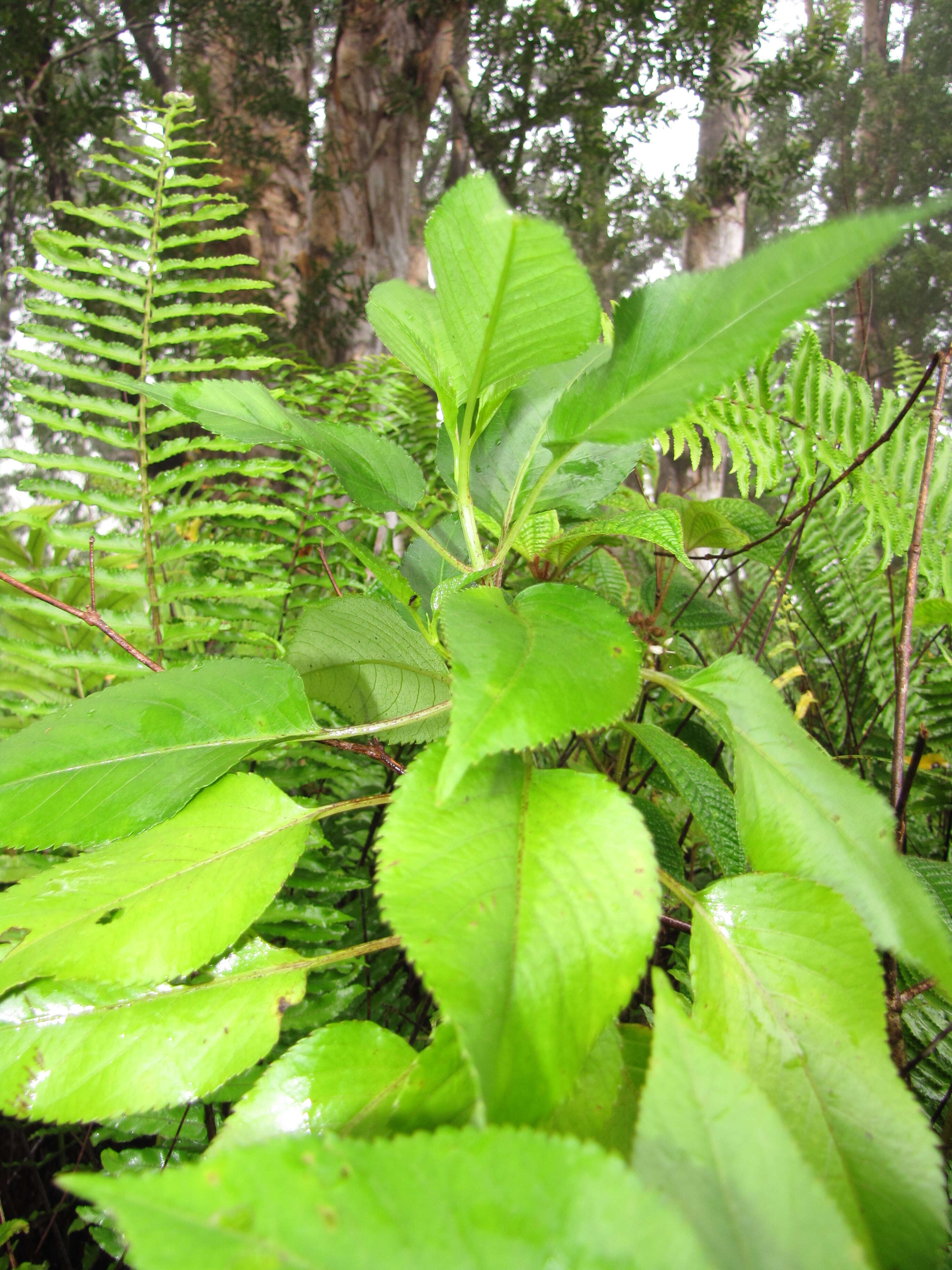 Image of Koko'olau