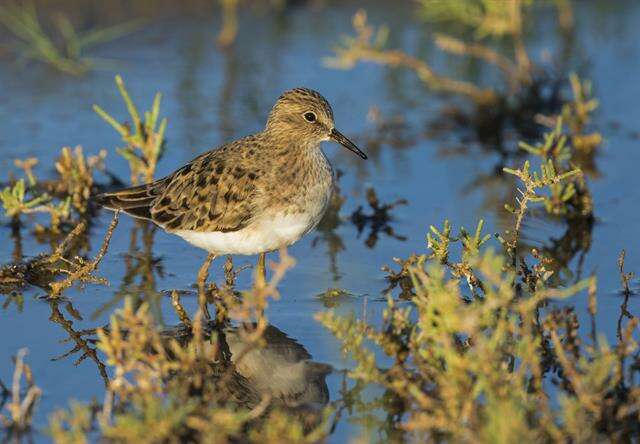 Image of Calidris Merrem 1804