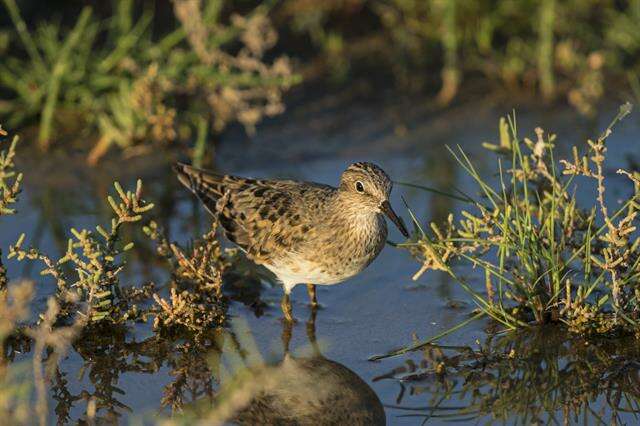 Image of Calidris Merrem 1804