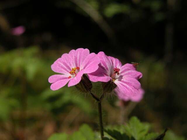 Image of <i>Geranium <i>robertianum</i></i> var. robertianum