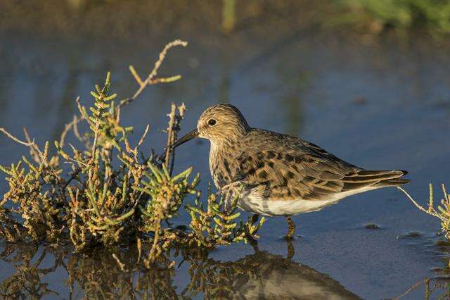 Image of Calidris Merrem 1804