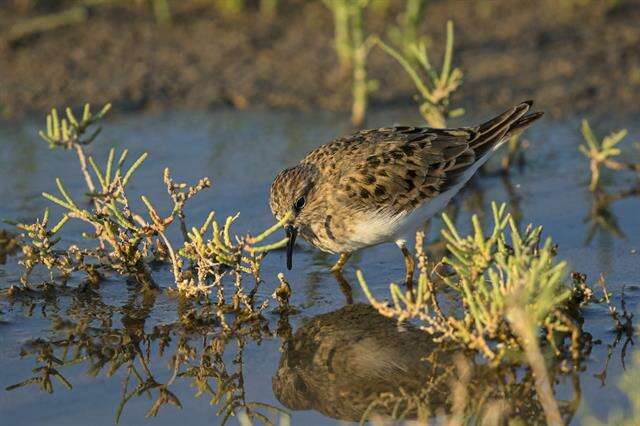 Image of Calidris Merrem 1804