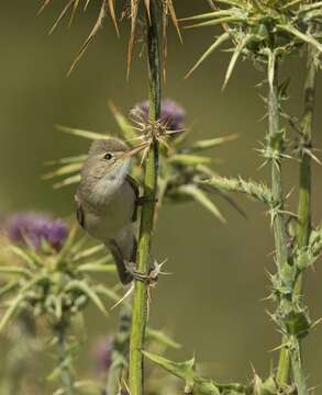 Image of Olivaceous warbler