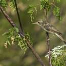 Image of Olivaceous warbler