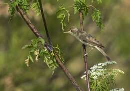 Image of Olivaceous warbler