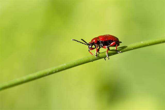 Image of <i>Lilioceris merdigera</i>