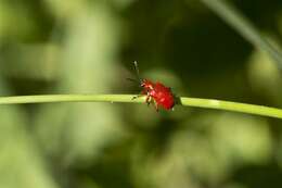 Image of <i>Lilioceris merdigera</i>