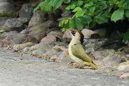 Image of Picus Linnaeus 1758