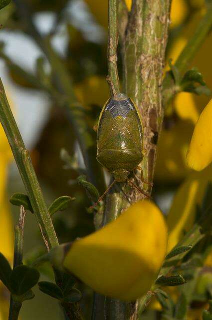 Image de Piezodorus