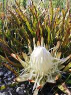 Image of Protea aspera Phillips