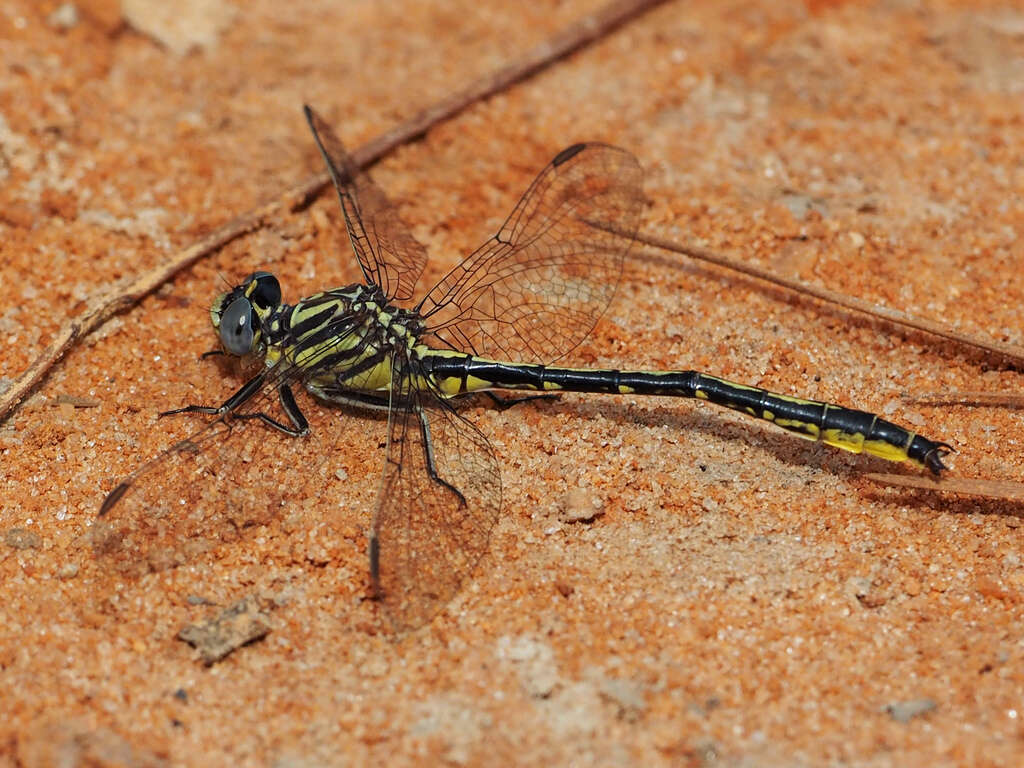 Image of Hodges' Clubtail