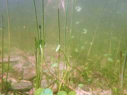 Image of Eleocharis palustris subsp. waltersii