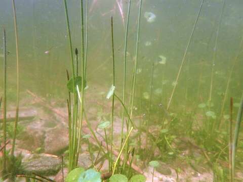 Image of Eleocharis palustris subsp. waltersii