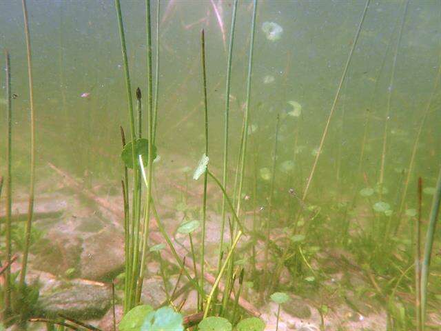 Image of Eleocharis palustris subsp. waltersii