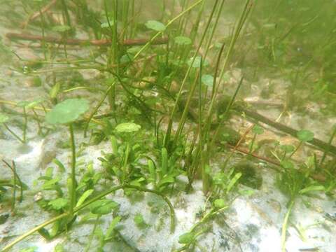 Image of Indian Pennywort