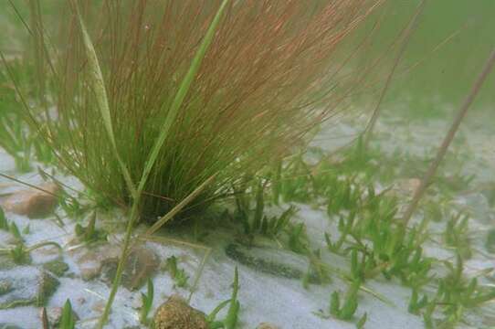 Juncus bulbosus L. resmi