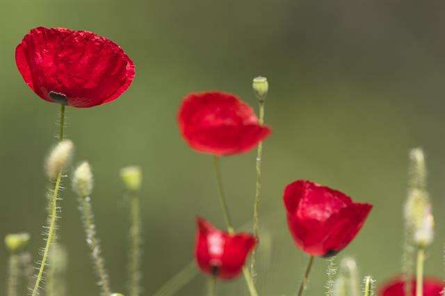 Image of poppy family