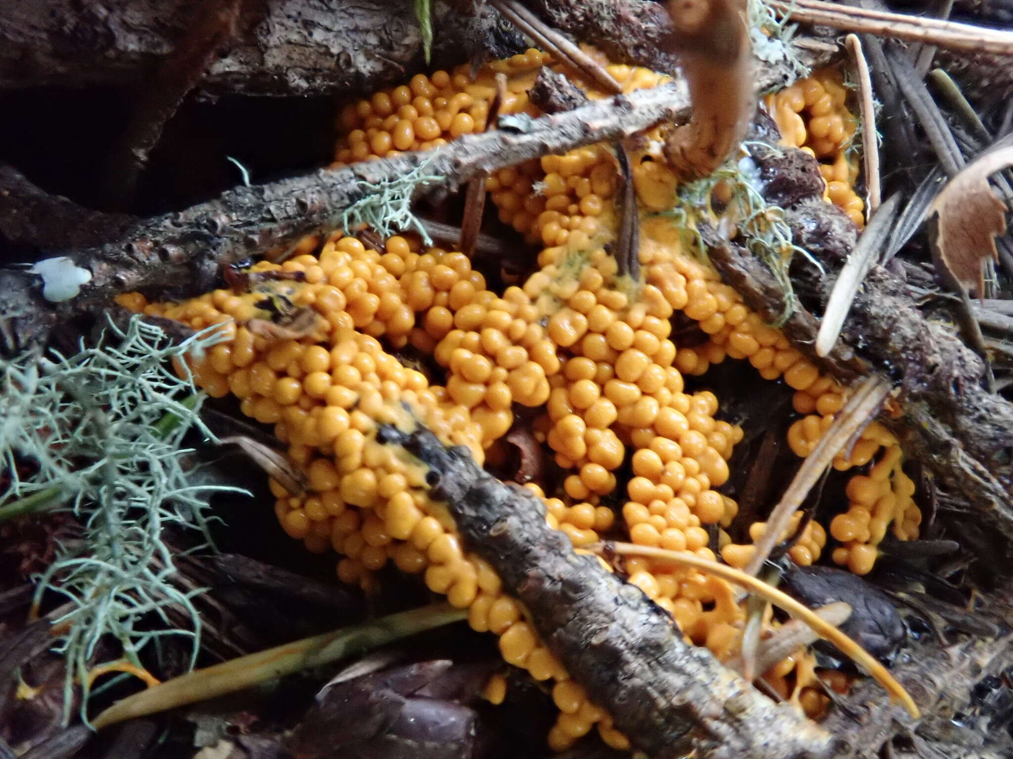 Image of Egg-shell Slime Mould