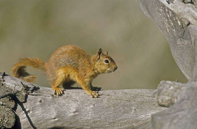 Image of Squirrels