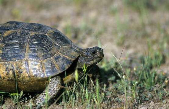 Testudo resmi