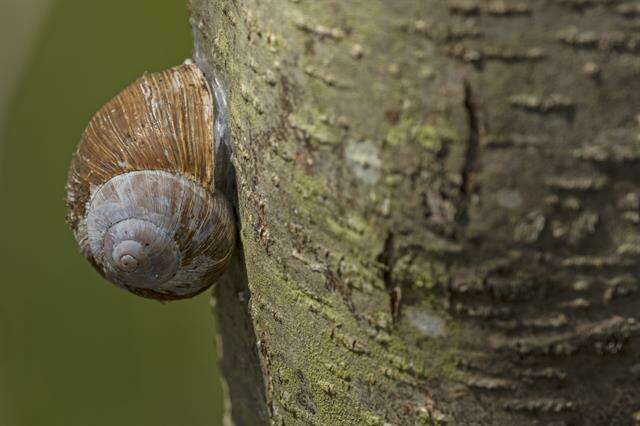 Image of Helix Linnaeus 1758