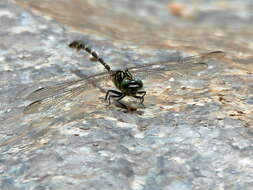 Image of Hemigomphus comitatus (Tillyard 1909)