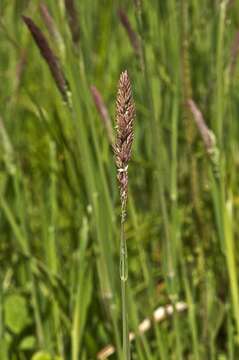 Image of velvetgrass