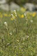 Image of Rock Cress