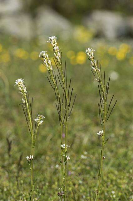 Image of Rock Cress