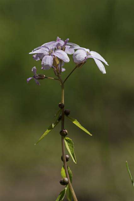 Image of bittercress