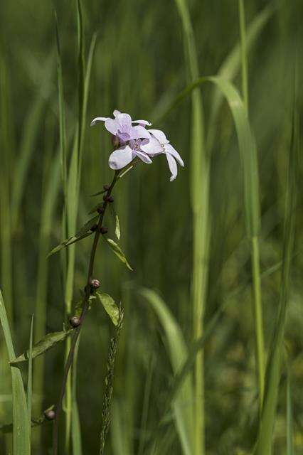 Image of bittercress