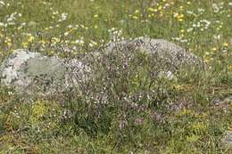 Silene nutans L. resmi