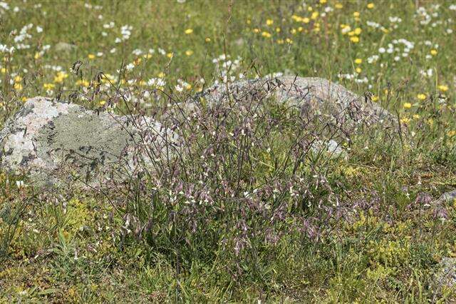 Silene nutans L. resmi