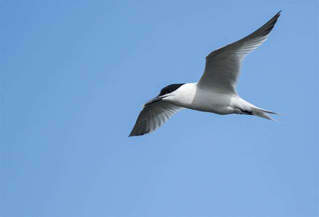 Image of Sandwich tern