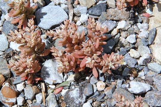 Image of Sedum eriocarpum Sibth. & Sm.