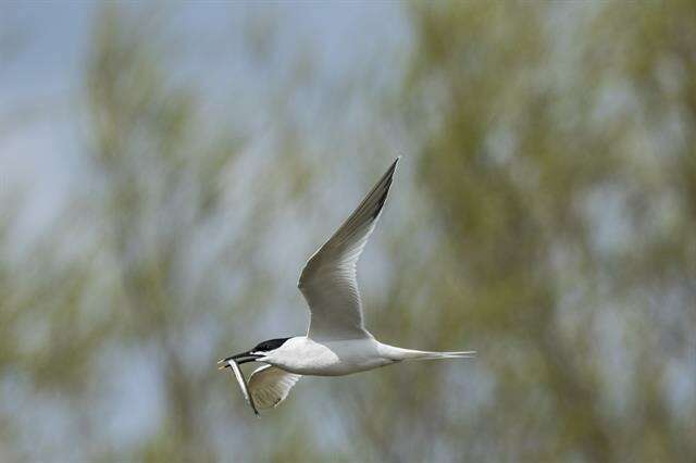 Image of Sandwich tern