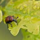 Image of Oak Leaf-roller